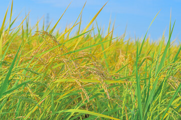 秋の田んぼと実る稲穂