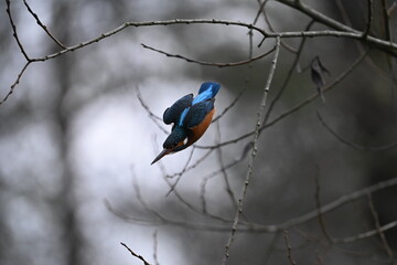 Eisvogel (Kingfisher)