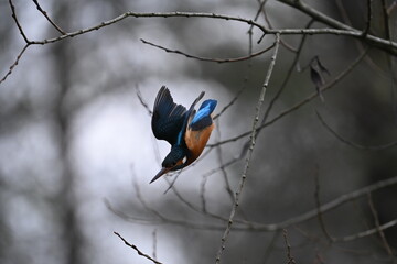 Eisvogel (Kingfisher)