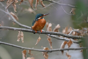 Eisvogel (Kingfisher)