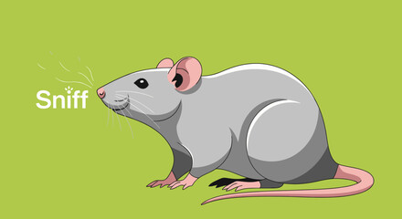 Gray Rat Close-up Cute Rodent Wildlife Animal Portrait.