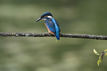 Eisvogel (Kingfisher)