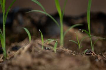 An artistic macro photo of new seedlings sprouting from the soil with sparkling morning dew drops on their leaves.