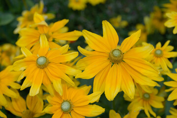 gloriosa type rudbeckia hirta flowers in an outdoor garden