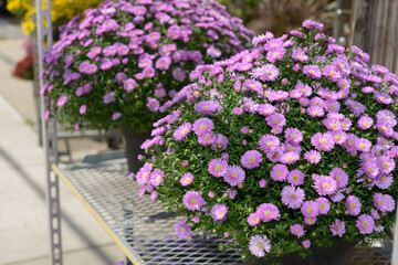 autumnal flowers on a metal cart outdoors