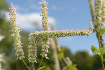 Fototapeta premium Agastache seed heads on a defocused sky