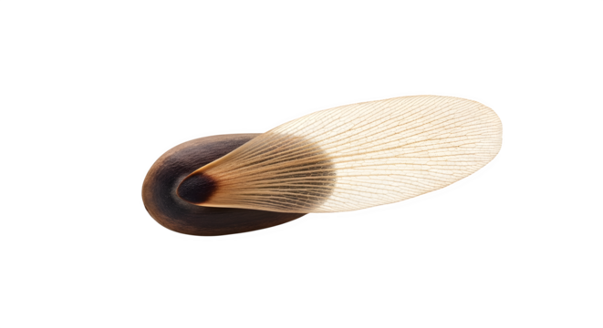 Makeup brush isolated on transparent background, a cosmetic tool with soft bristles used for applying powder, blush, or other beauty products