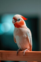 Viking cockatiel perched on wooden stand, showcasing its vibrant orange crest and soft feathers. blurred background adds serene atmosphere, highlighting bird charm and beauty