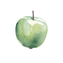 Green apple isolated on white background. Hand drawn watercolor illustration