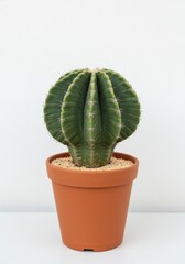 Cactus grows indoors in terracotta pot