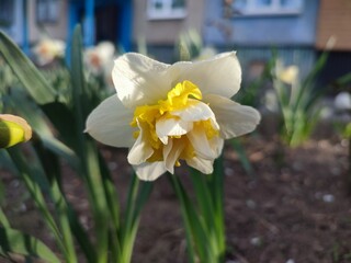 Narcissus variety Wave close-up. Blooming daffodil flower with white yellow petals in inflorescence on green stem and leaves growing in soil on sunny spring day. Agricultural farming and gardening © mari1408