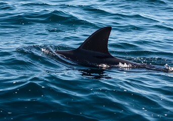 Fototapeta premium Ocean's Shadow