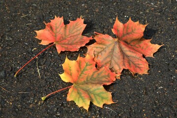 red maple leaf on the ground