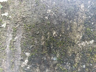 Mossy Concrete Wall Texture. Close-up of old concrete wall with natural moss growth, creating rough...