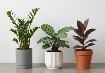 Obraz premium Houseplants thrive indoors in a minimalist home setting