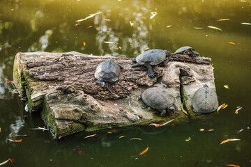 Group of freshwater turtles resting on a floating log in a natural pond