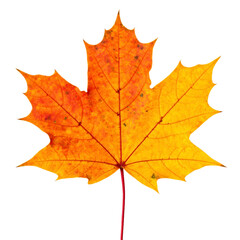 Fototapeta premium Close Up of Vibrant Autumn Maple Leaf with Transparent Background