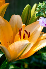 Beautiful yellow lily blooms in a garden, showcasing intricate petals and vibrant colors, surrounded by green foliage in the warm sunlight during springtime
