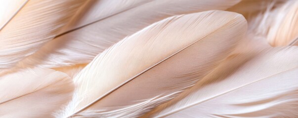 Pale orange and white bird feathers forming a textured background. Close up of plumage with soft, fluffy details, natural.