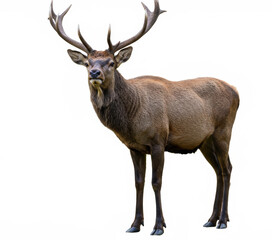 Obraz premium Red deer stands proudly in isolation