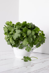 Cilantro in a white pitcher with a sprig at the base of pitcher