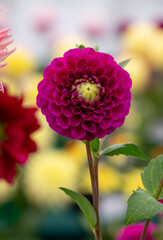 Brightly coloured dahlia flowers, photographed in late summer at Wisley garden, near Woking in Surrey UK