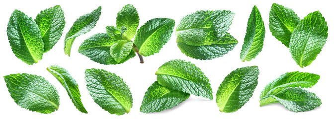 Set of juicy bright mint leaves including mint top isolated on transparent background.