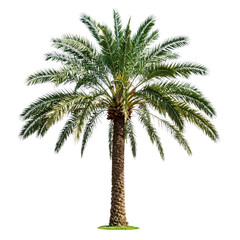 Fototapeta premium Isolated Palm Tree Against Transparent Background with Green Foliage and Brown Trunk Showing Leaf Details