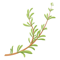 Simple illustration of a green thyme branch with small leaves. Perfect for culinary or nature themes.