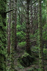Le Parc National de Killarney, en Irlande