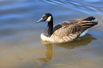 Canada goose（カナダ雁）