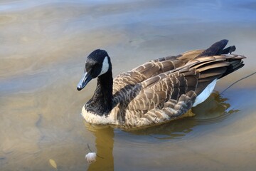 Canada goose（カナダ雁）