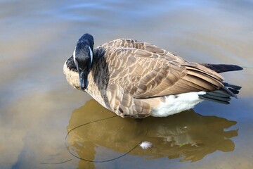 Canada goose（カナダ雁）