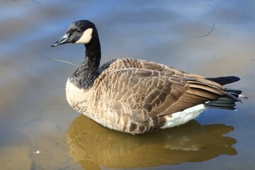 Canada goose（カナダ雁）