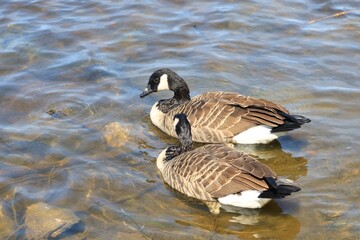 Canada goose（カナダ雁）