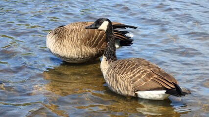 Canada goose（カナダ雁）