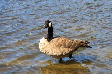 Canada goose（カナダ雁）