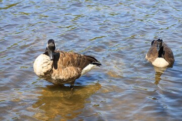 Canada goose（カナダ雁）
