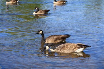 Canada goose（カナダ雁）