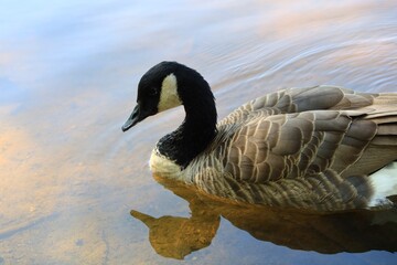 Canada goose（カナダ雁）