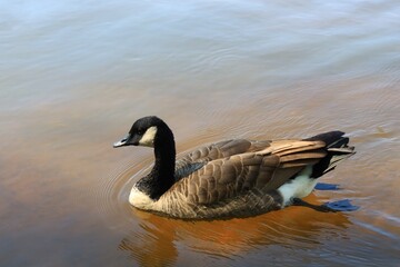 Canada goose（カナダ雁）