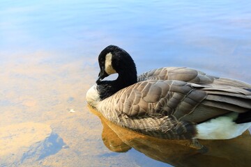 Canada goose（カナダ雁）