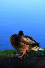 眠っているカモ