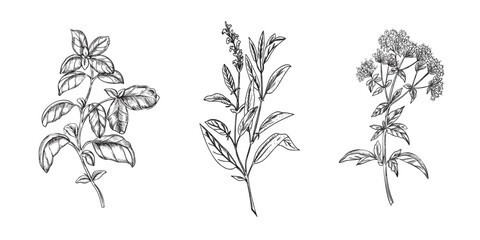 Culinary Herbs set. Basil, Sage, Oregano. Hand drawn Vector illustration of spicy ingredients isolated on a background. For label, product packaging, cards, posters or menu design.