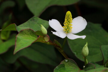日蔭に咲くドクダミの白い花のクローズアップ