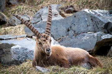 adult old alpine ibex in the hohe tauern national park in austria - east tirol, at a rainy spring day