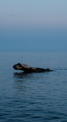 Fototapeta premium Driftwood Log Floats on Calm Blue Water
