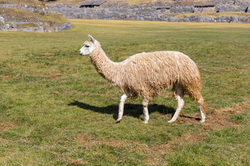 Llama and alpaca domestic animals herd on the high mountain plains of Peru. Fluffy and furry alpaca and llama camelid animals in South America Andes with colorful decoration in ears