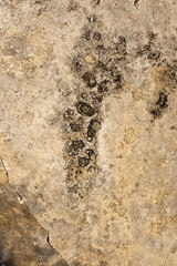 Close Up Texture Of Concrete Floor