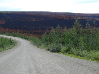 Burned forest_3